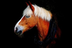 portrait-cheval3